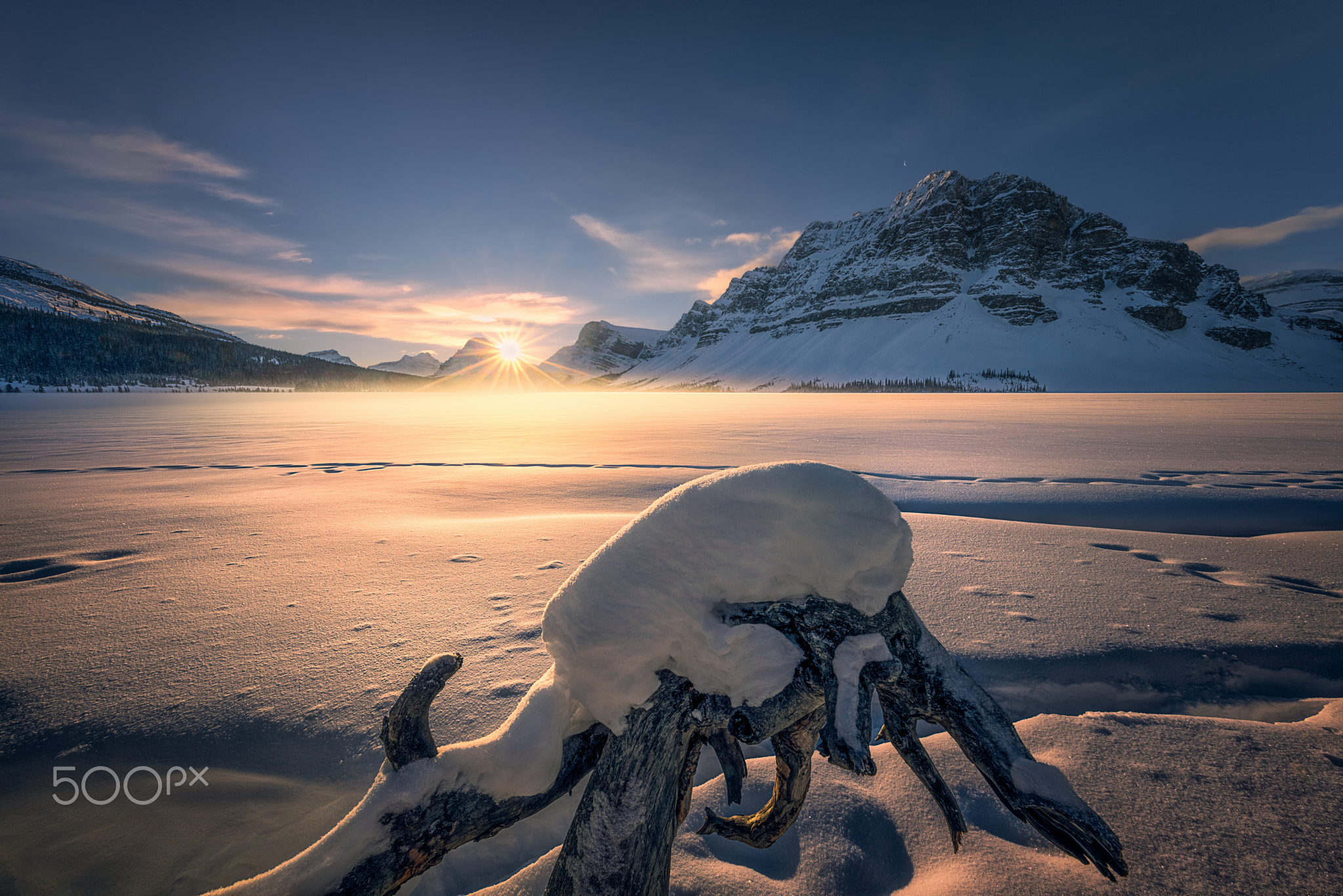 Little Polar Bear during Sunrize at Bow Lake