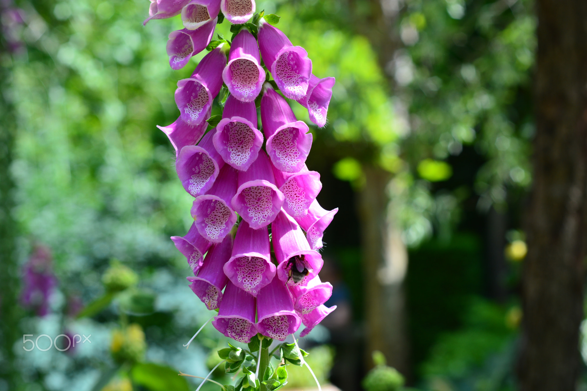 Purple bell flowers and bumble-bee