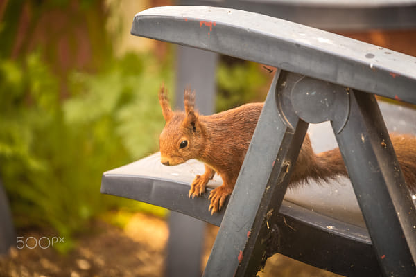 Puschel searching for more nuts by Guido Beutler on 500px.com