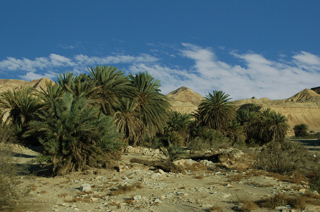 palm sunday by dirk derbaum on 500px.com