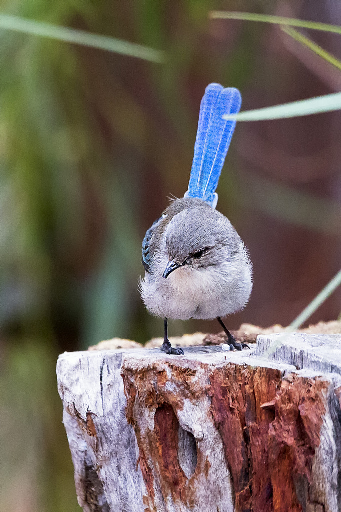 Splendid Fairy Wren by Paul Amyes on 500px.com
