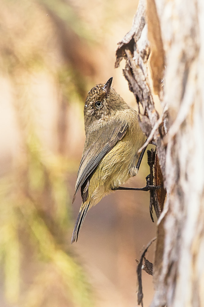 Western Thornbill by Paul Amyes on 500px.com
