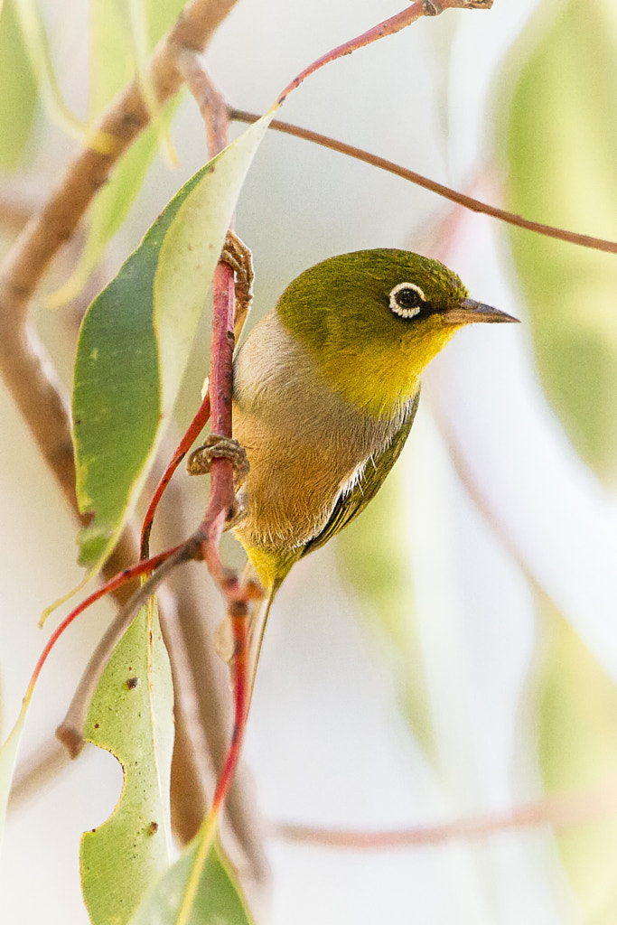 Silvereye by Paul Amyes on 500px.com