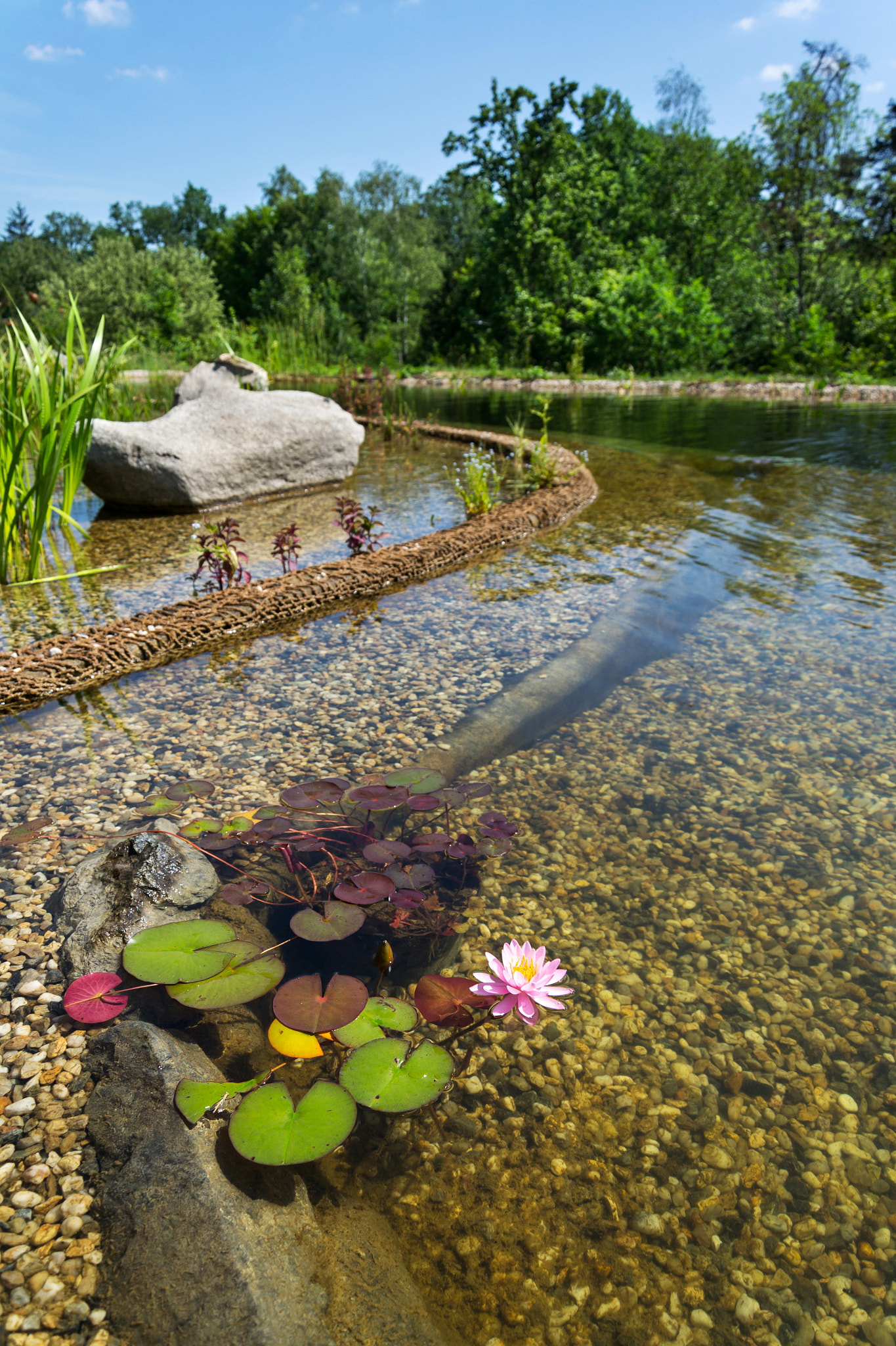 Beautiful water lilies plants filtering water at natural swimming pond