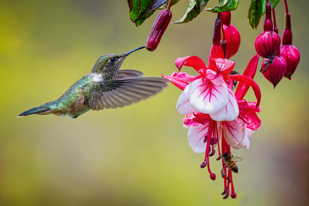 White Necked Jacobin  female by coho222 on 500px.com