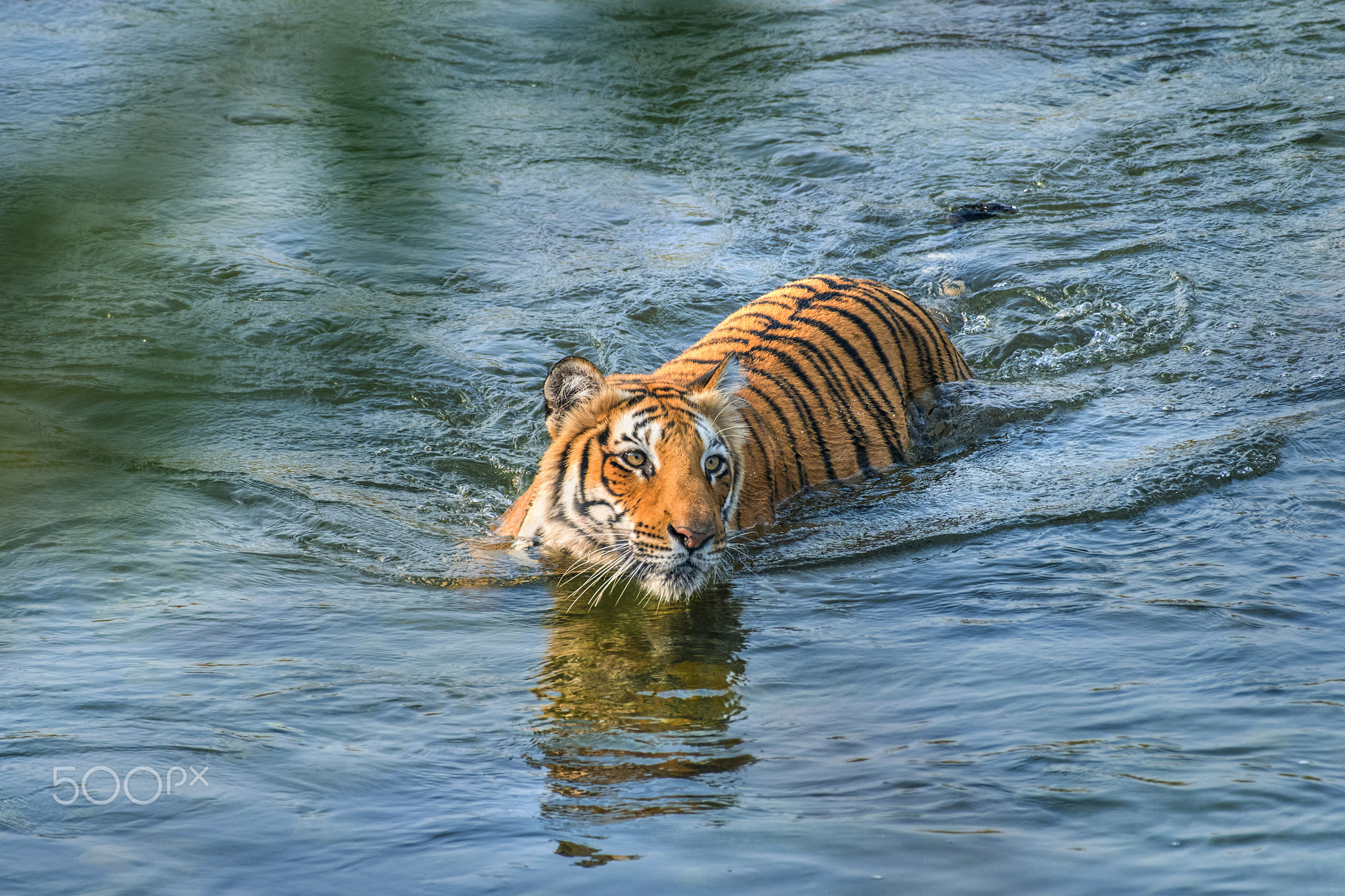 River crossing beauty