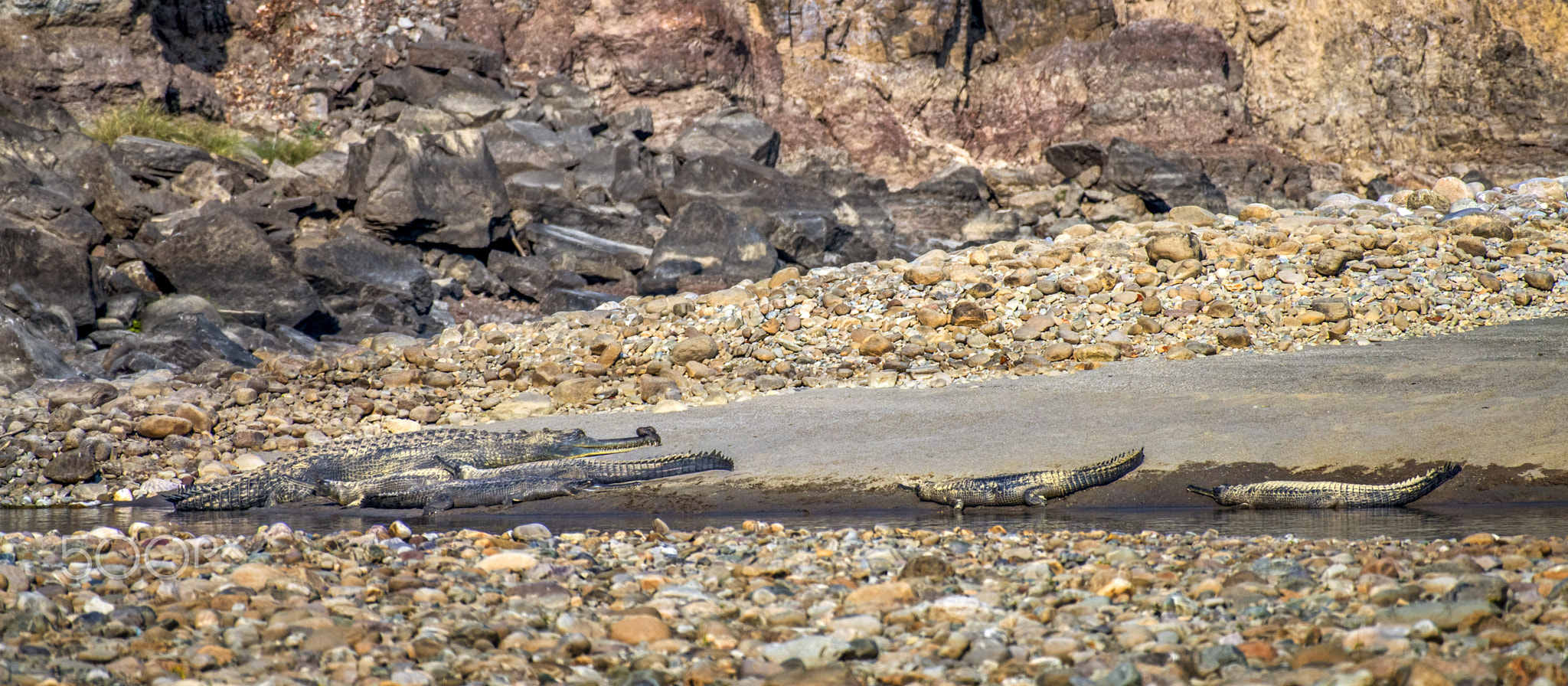 Predators Sun Bath