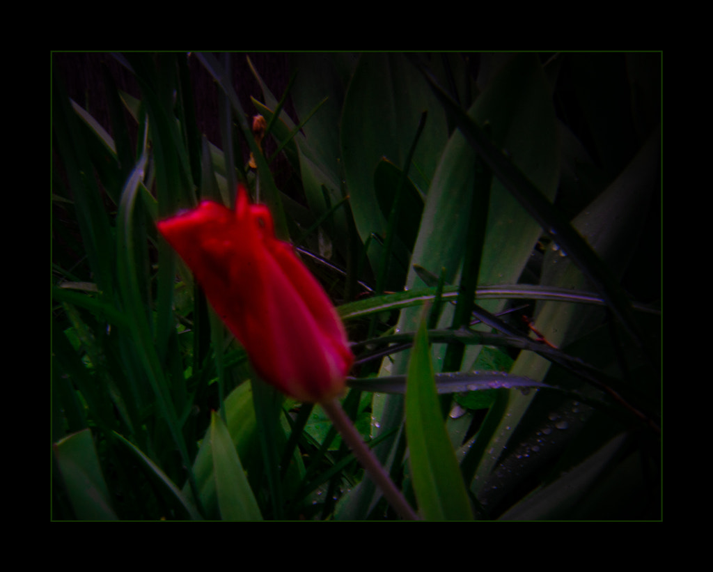 tulip by dirk derbaum on 500px.com
