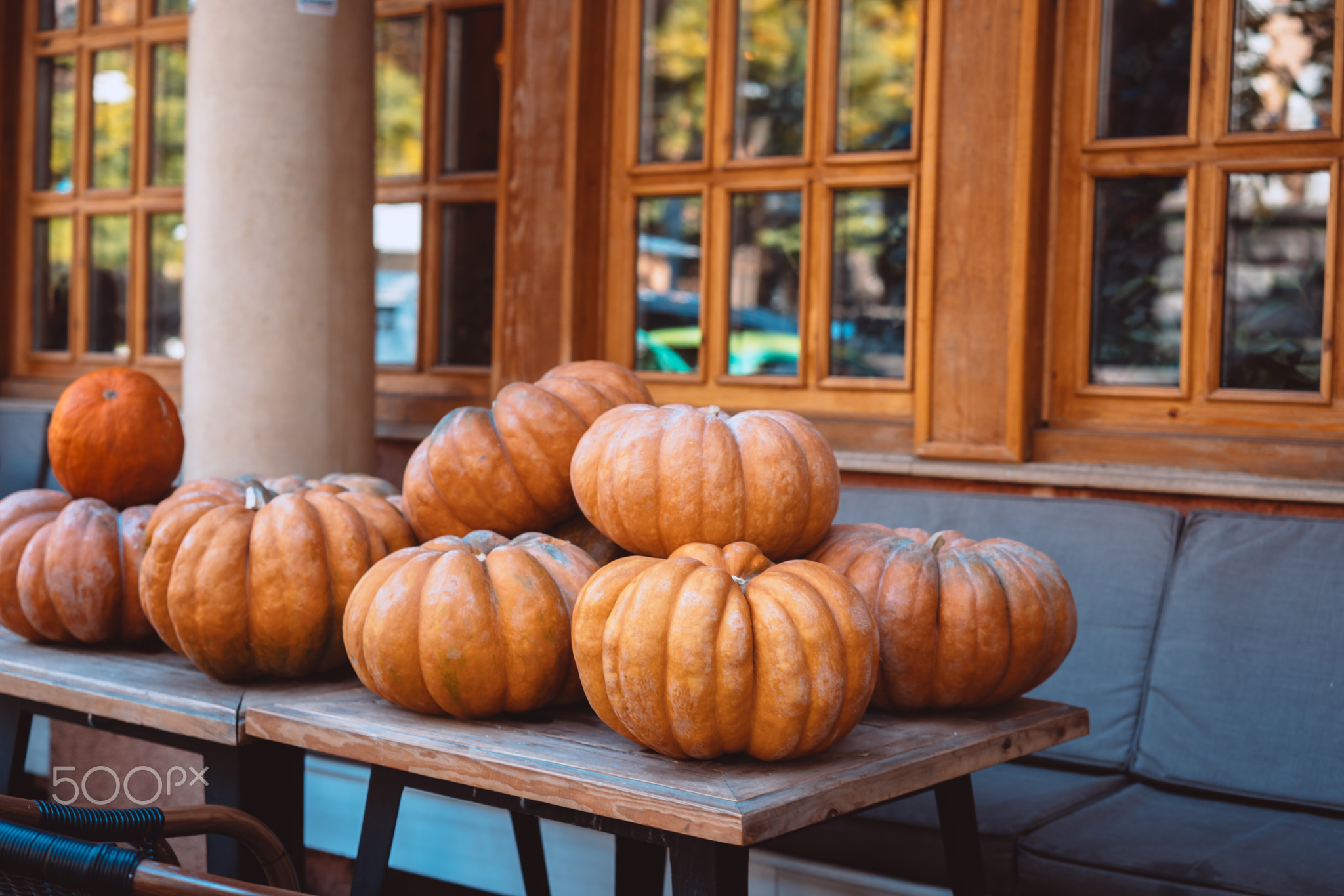 Many large orange pumpkins lie in the street . Autumn street decoration.