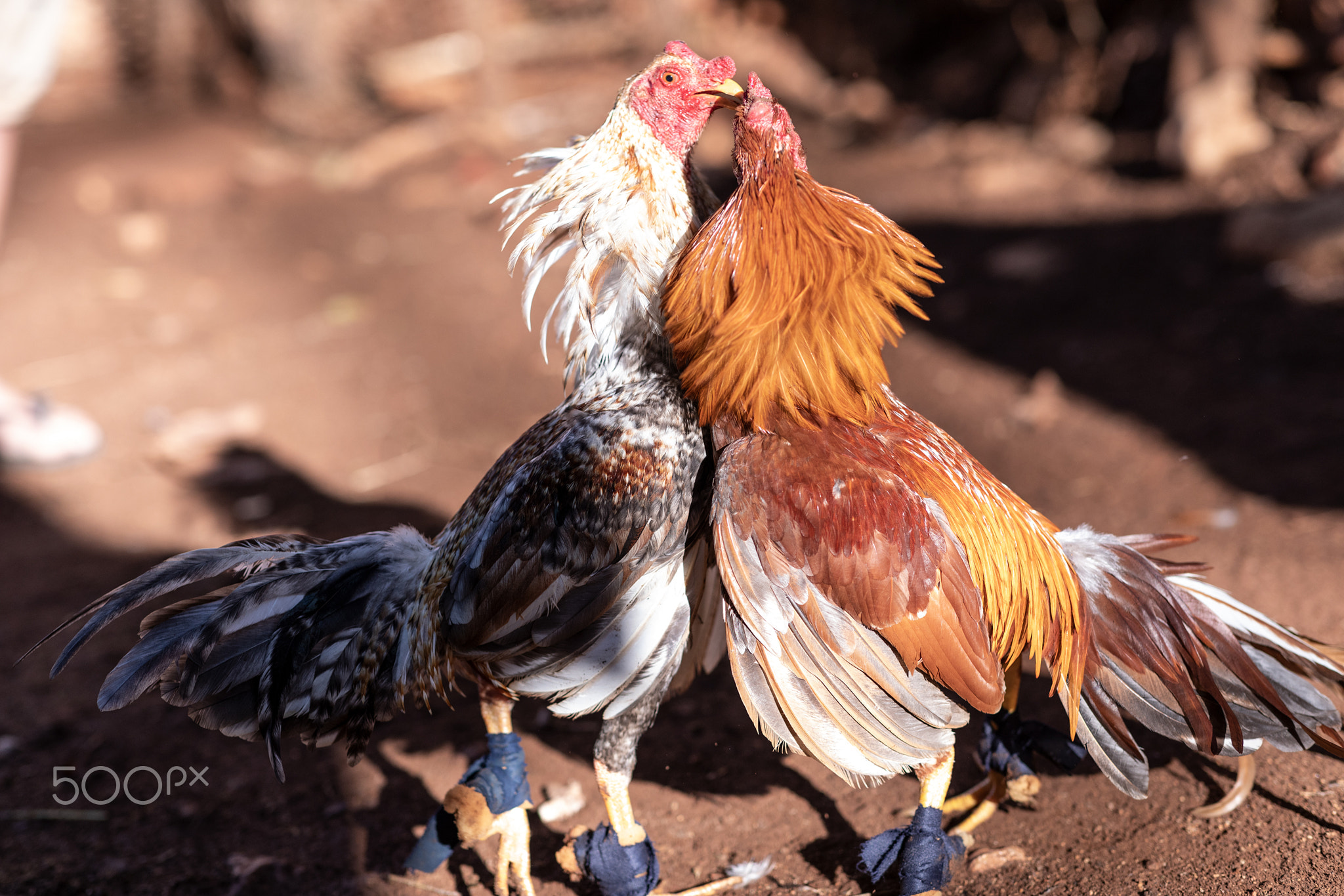 Cockfight training in Trinidad, Cuba