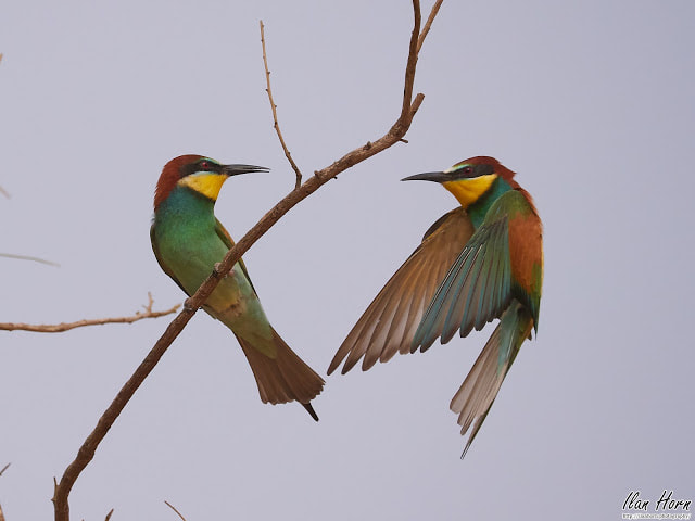 Bee-Eater Discussion by Ilan Horn on 500px.com