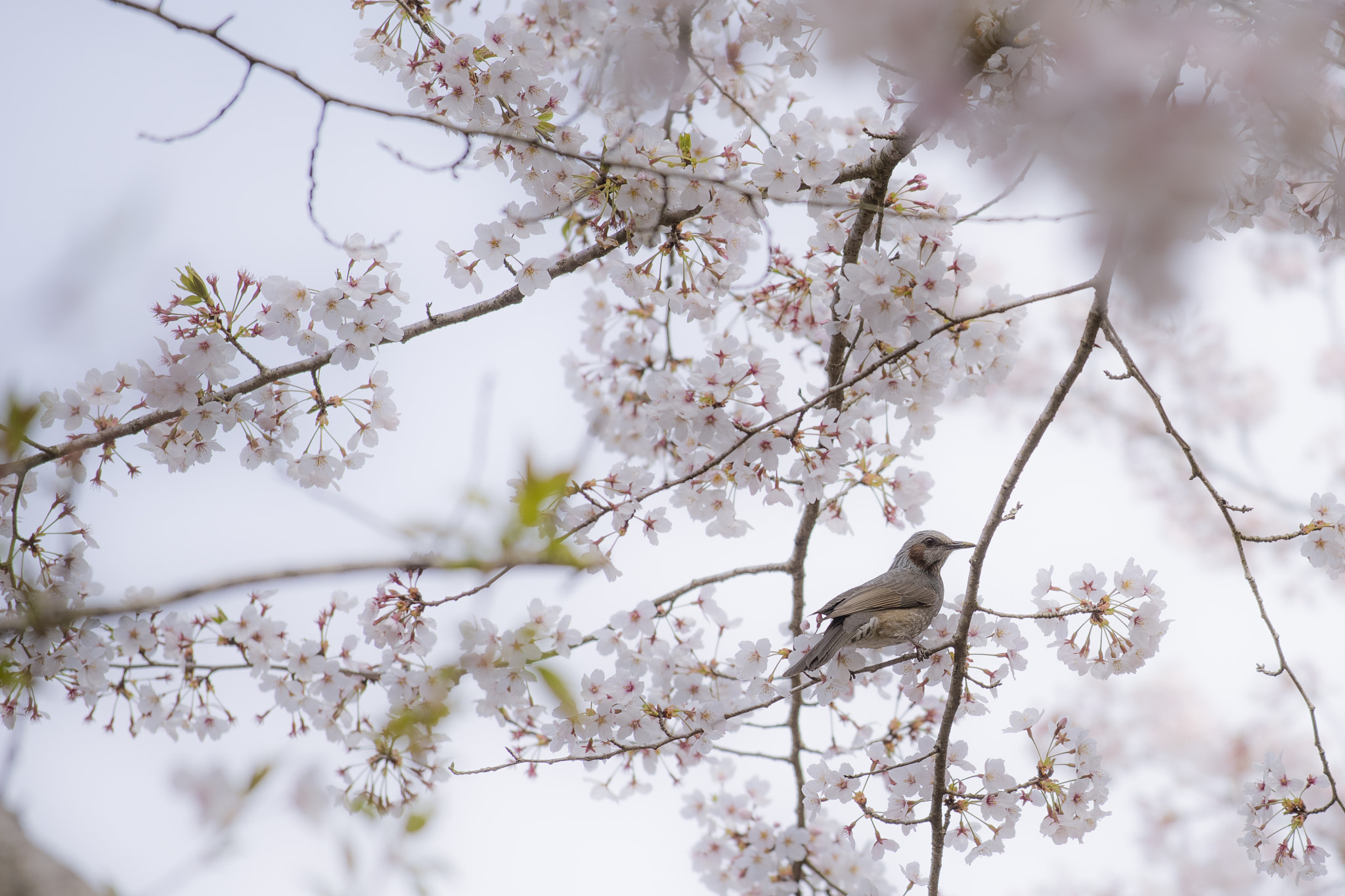 鳥與櫻花