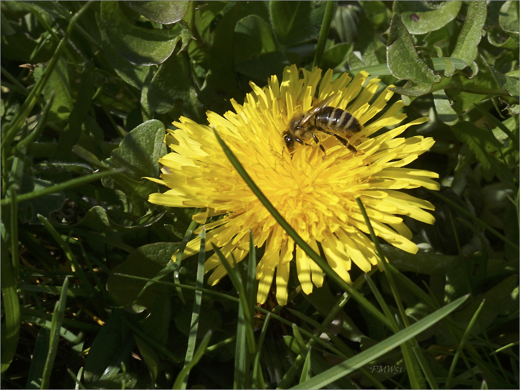 Bee harvests dandelion