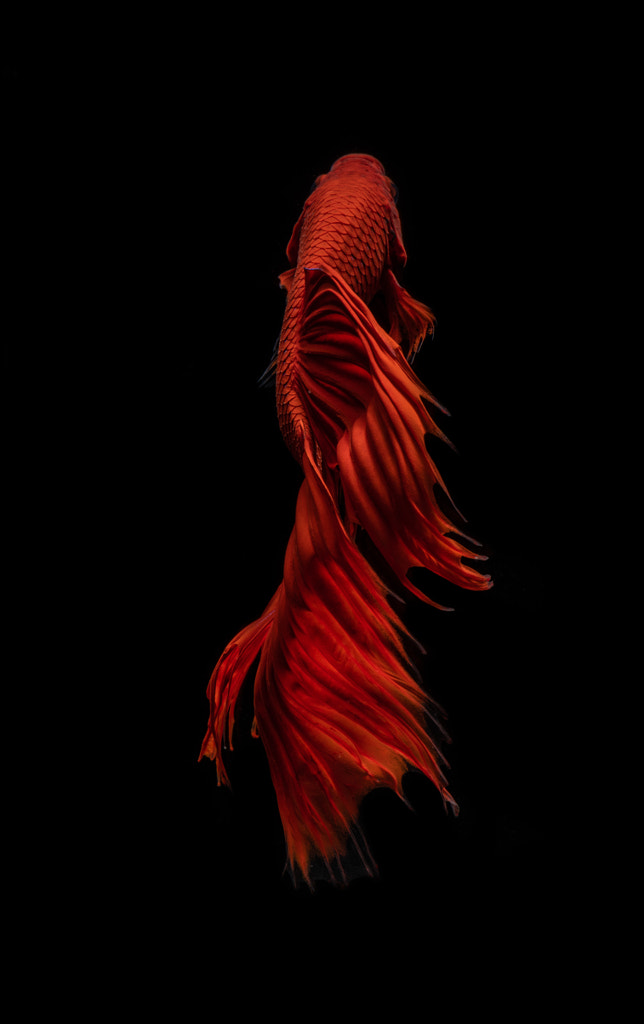 Red Betta Fish by BettaOnFrame. com on 500px.com
