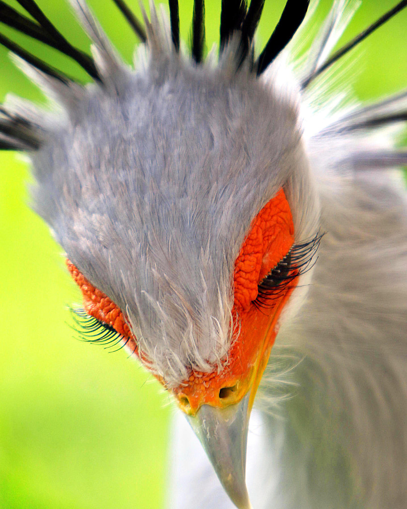 Secretarybird by Rudi Luyten on 500px.com