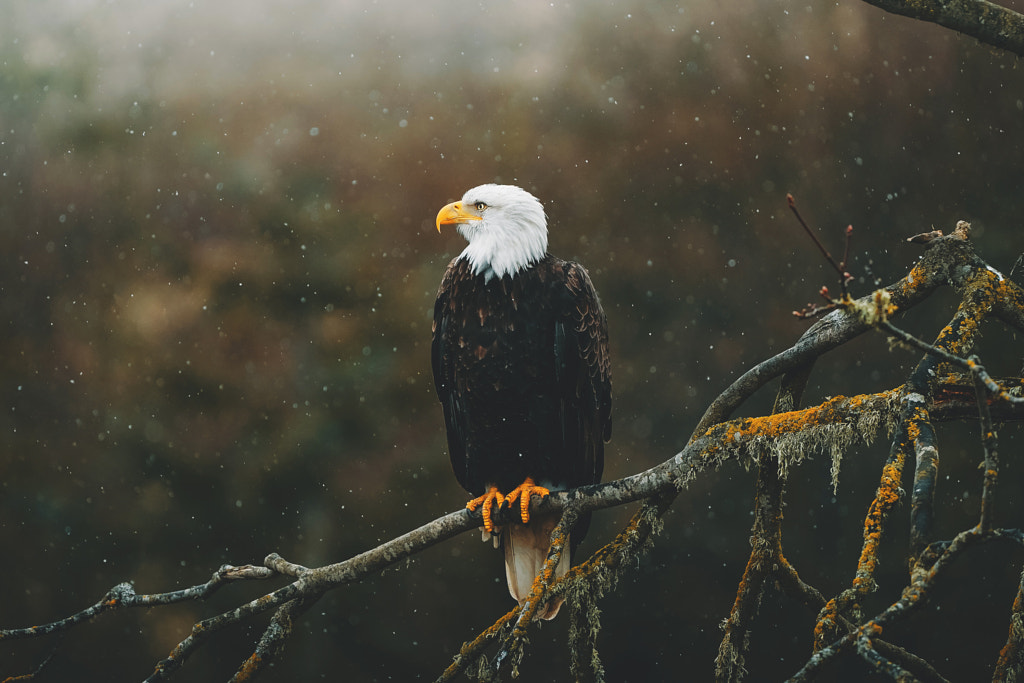 America. by charlotte little wolf on 500px.com