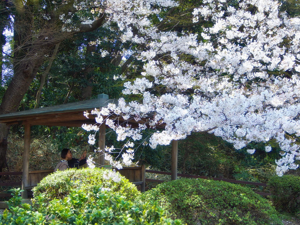 A Curtain of Cherry Blossoms by Alan Drake Haller on 500px.com'