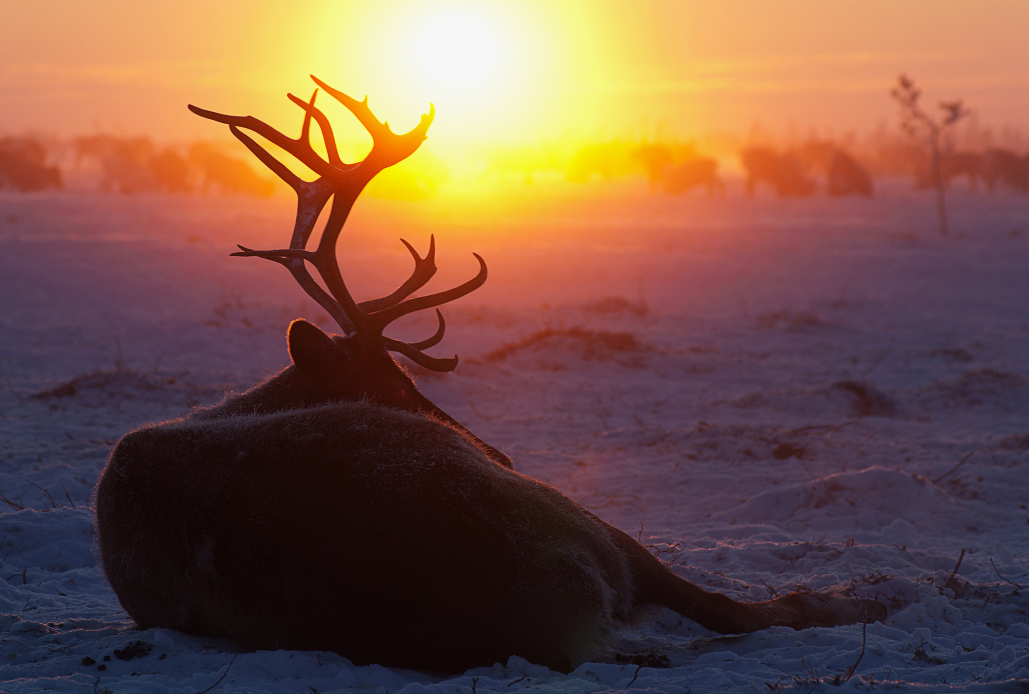 Reindeer at sunset.