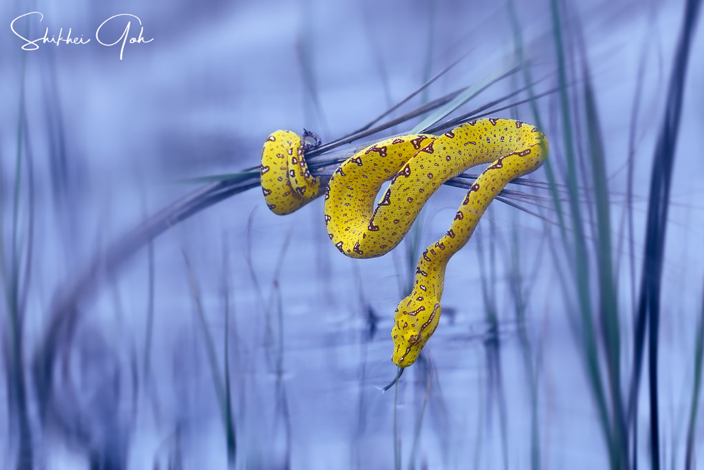 yellow by shikhei goh on 500px.com