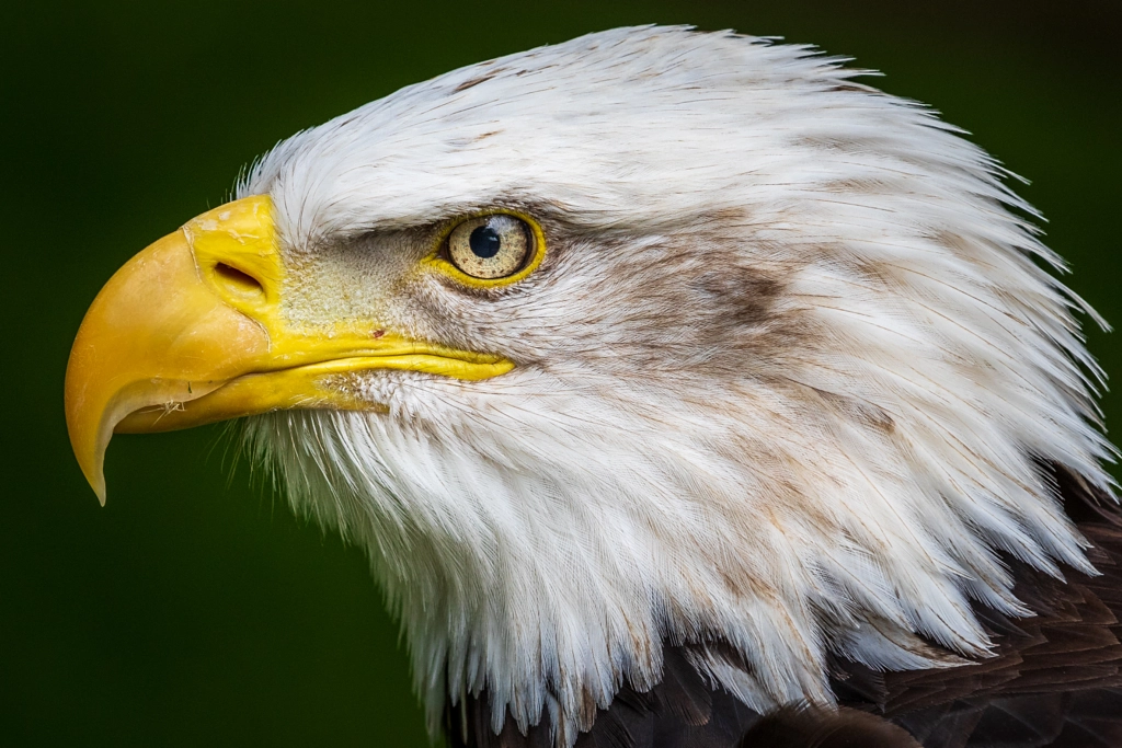 Bald eagle by chris smith on 500px.com