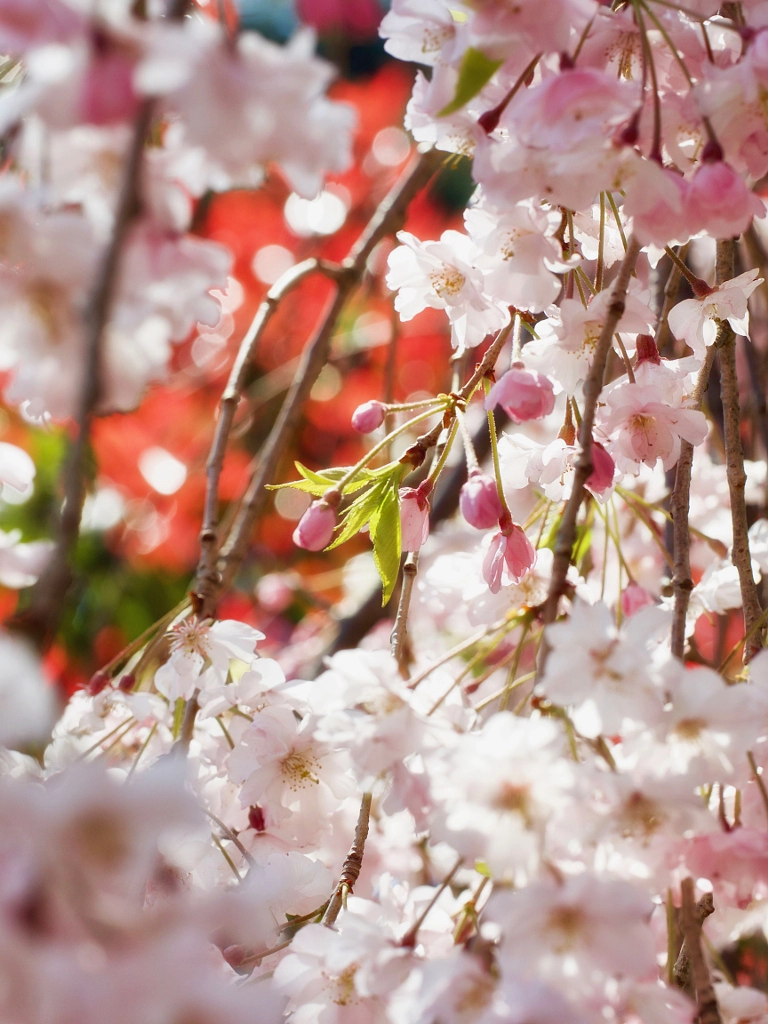 Dreaming Cherry Garnet by Alan Drake Haller on 500px.com