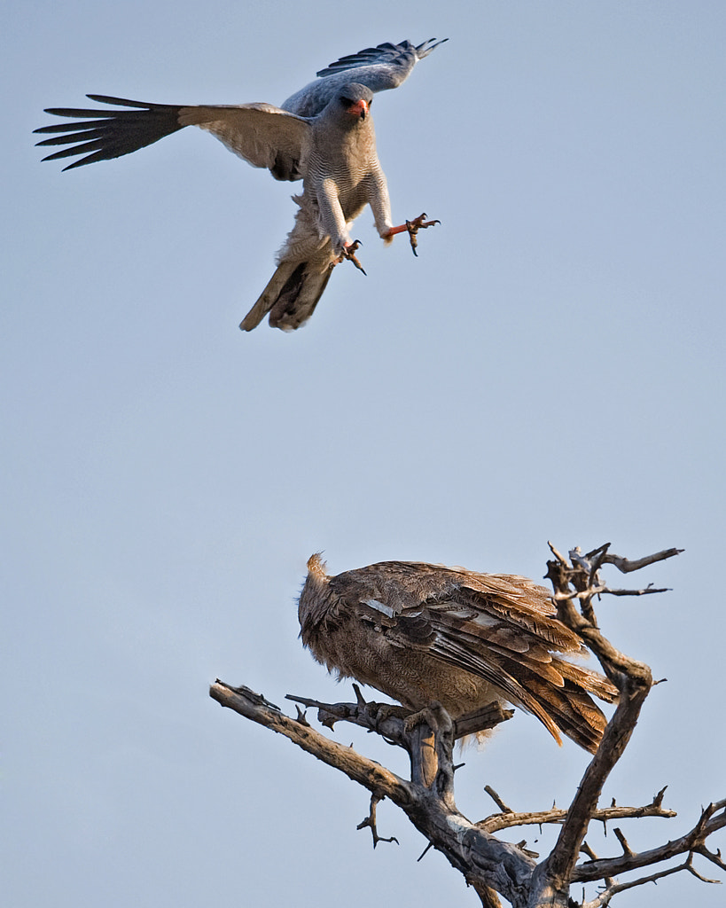 Goshawk attacking giant eagle owl by Marc MOL / 500px