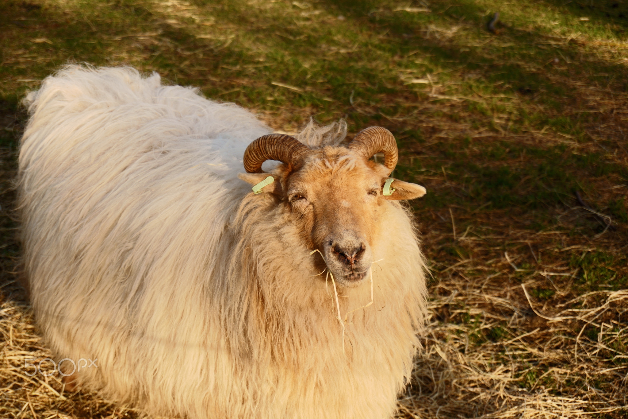 Eating Some Grass