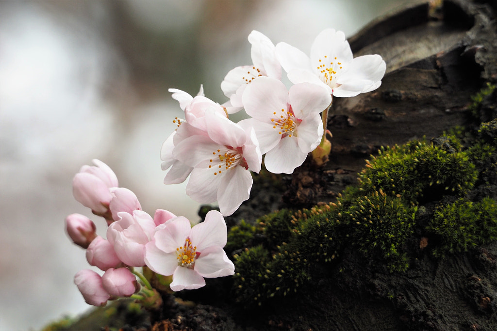 sakura(cherry blossom) by shoji uno on 500px.com