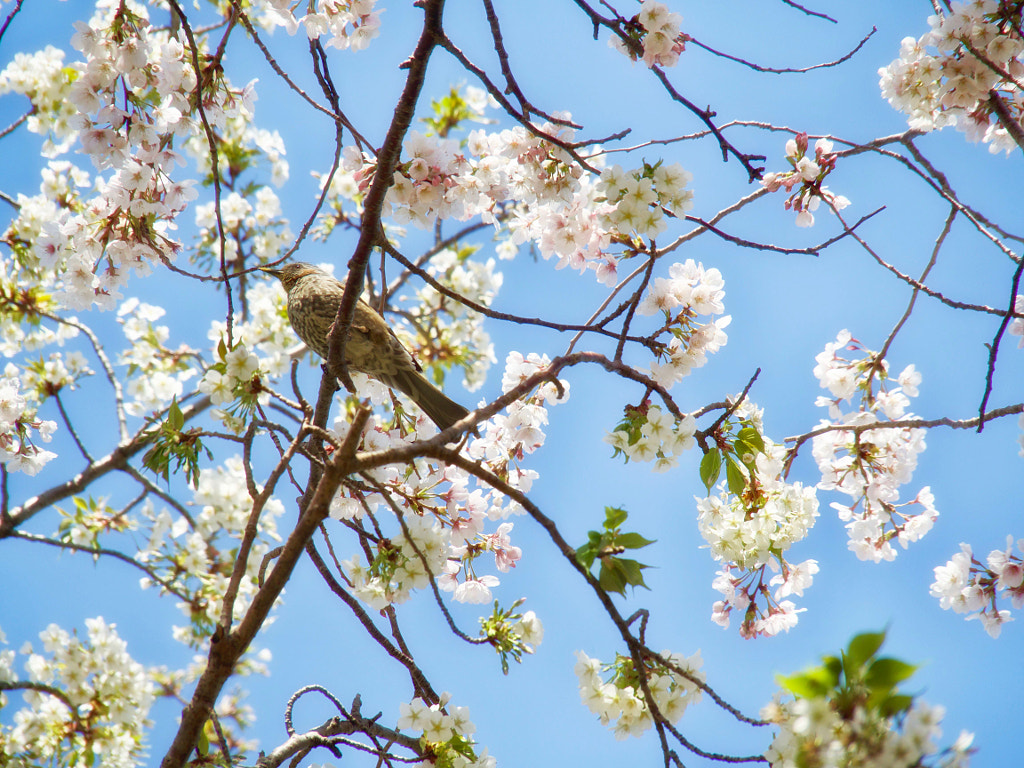 A Bulbul and Cherry Blossoms by Alan Drake Haller on 500px.com