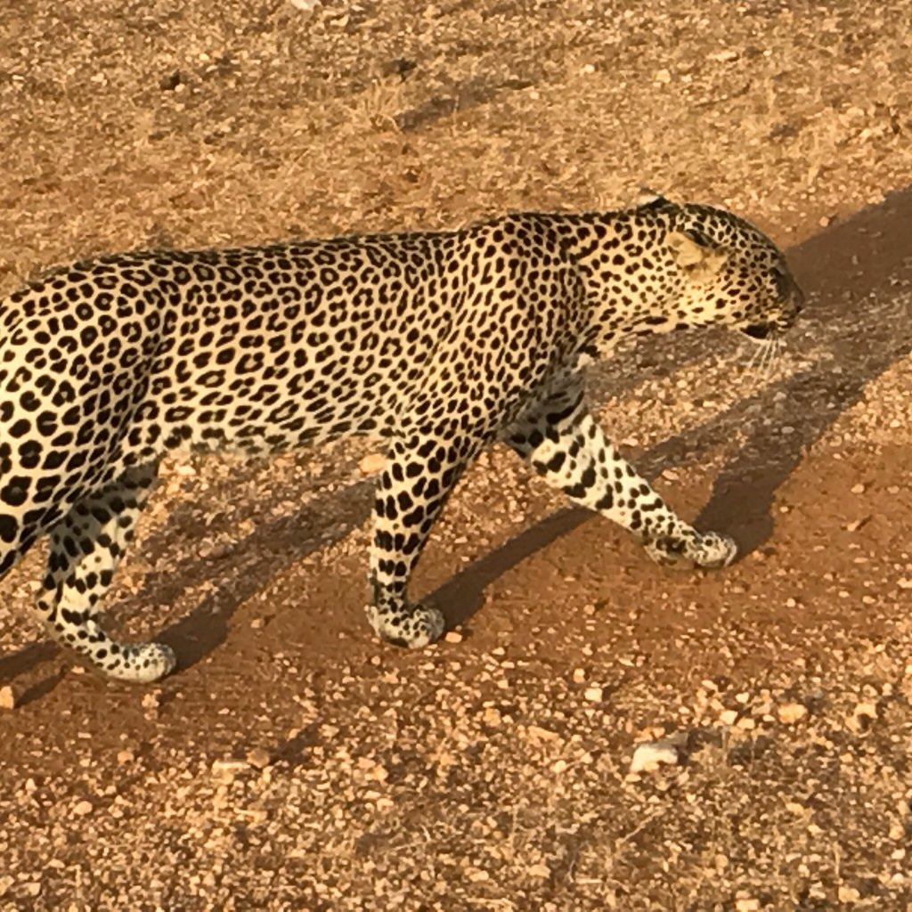 Kenya Wildlife Safari Tours