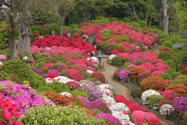蓮花 深圳莲花山公园花展by 135****1806 | 500px