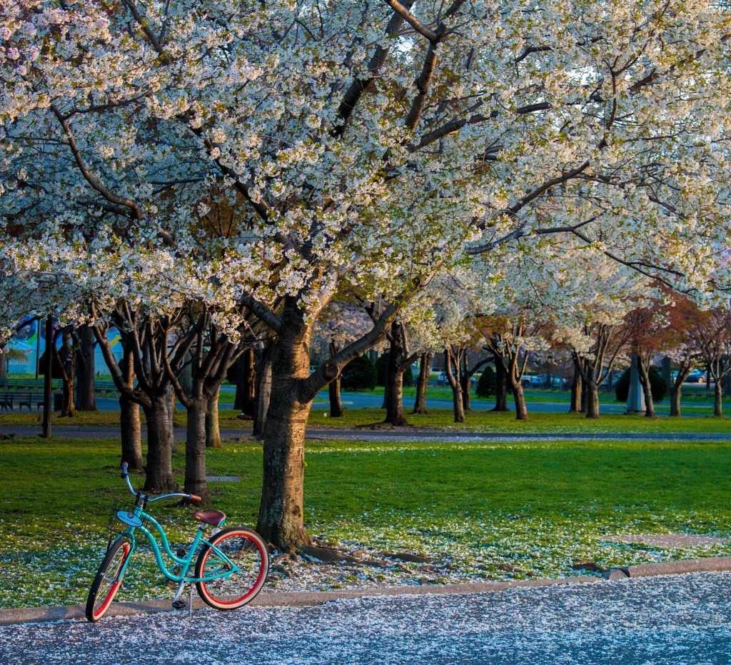 Bicicleta Azul by Thomas  Stevens on 500px.com
