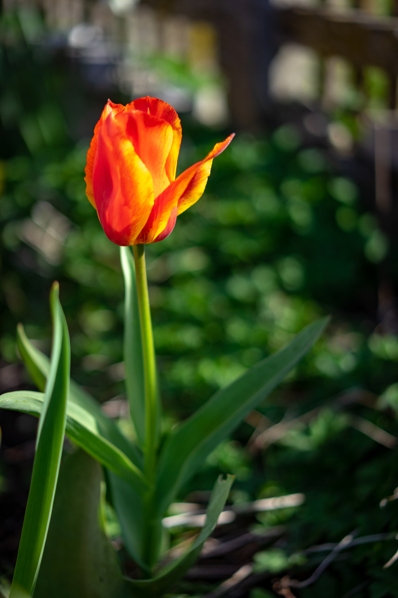 Tulpe