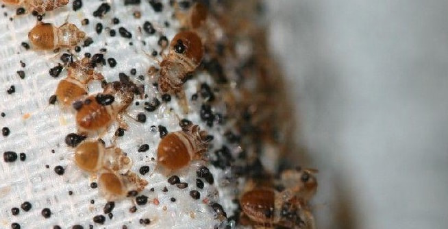 Bed Bug Heat Treatment in Edmonton | 780pests.com