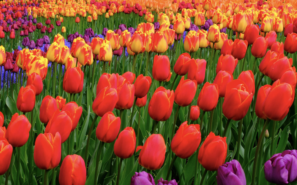 Infinite Tulips by Ken Hastings on 500px.com