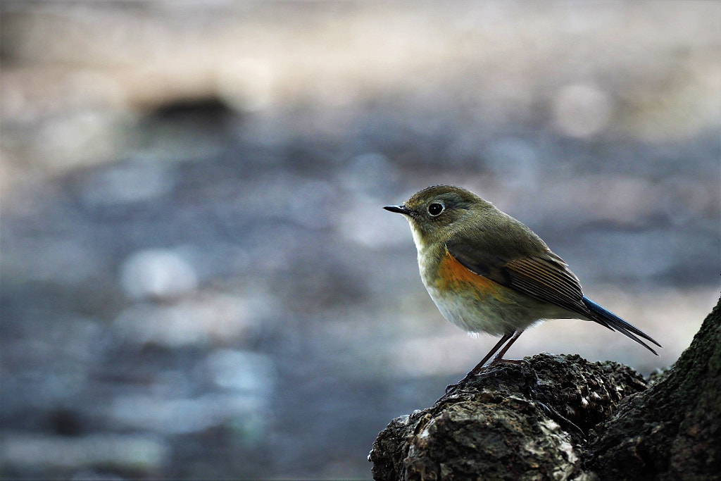 red-flanked bluetail by shoji uno on 500px.com