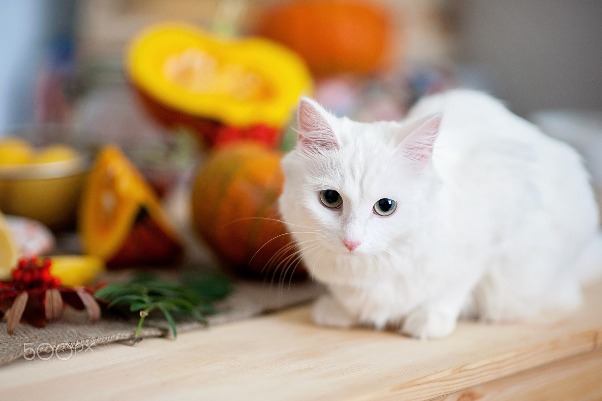 White cat on the background of pieces of pumpkin