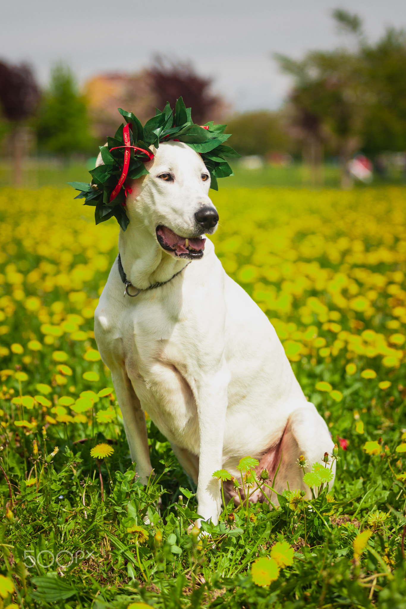 Gratuated dog.