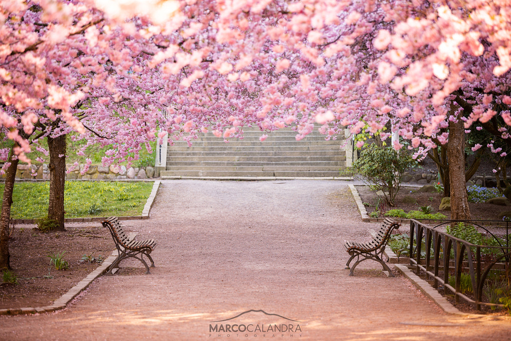 Seminarieparken by Marco Calandra on 500px.com