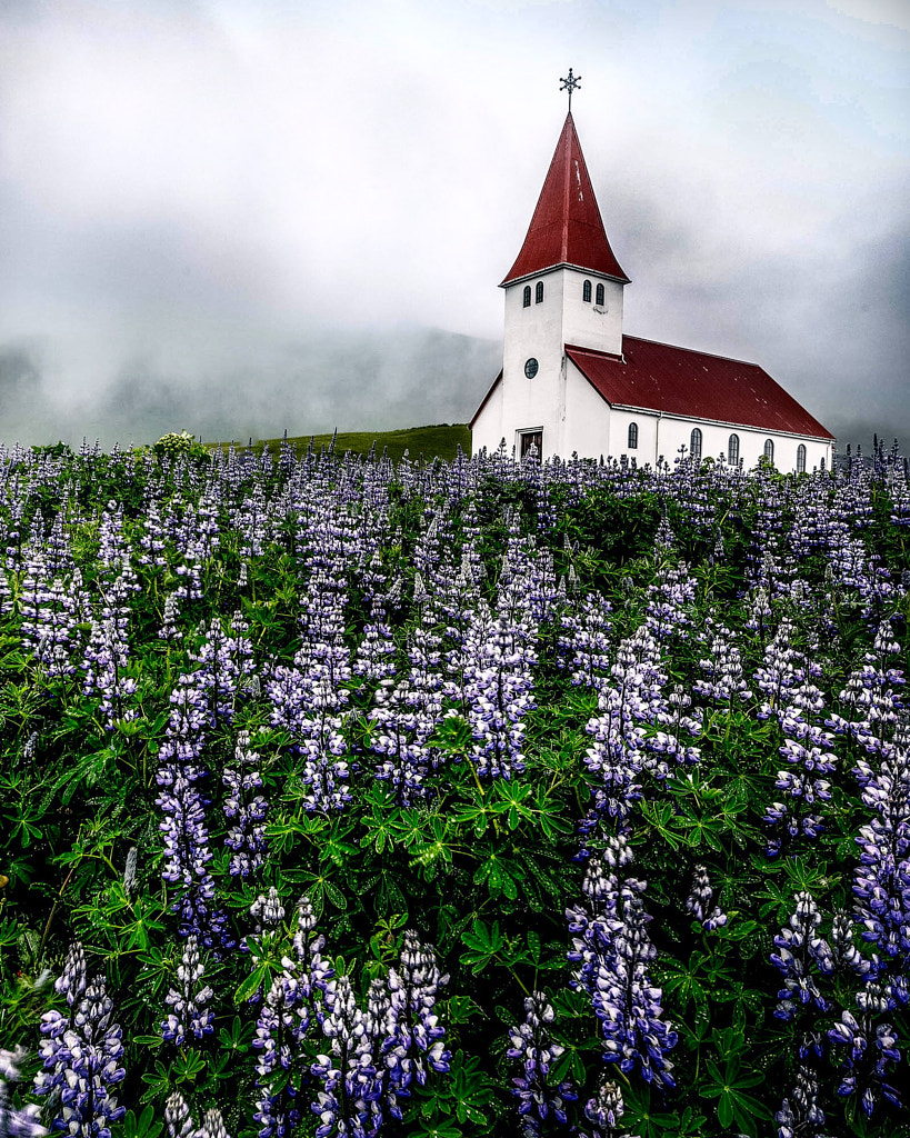 "Lupines of Iceland" by Kelly Needleman on 500px.com