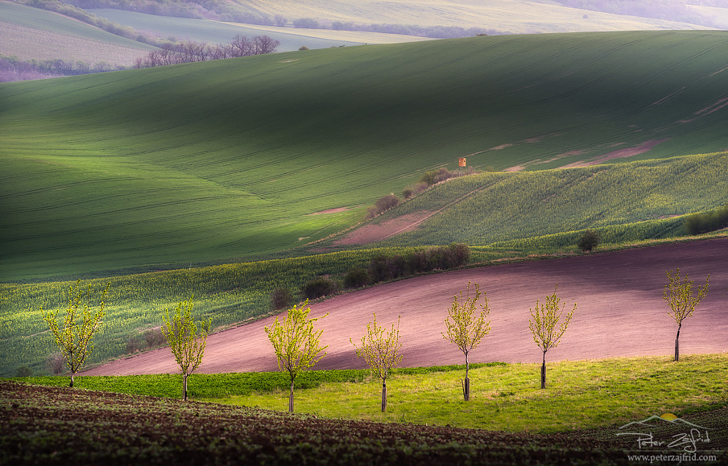 Green fields by Peter Zajfrid on 500px.com