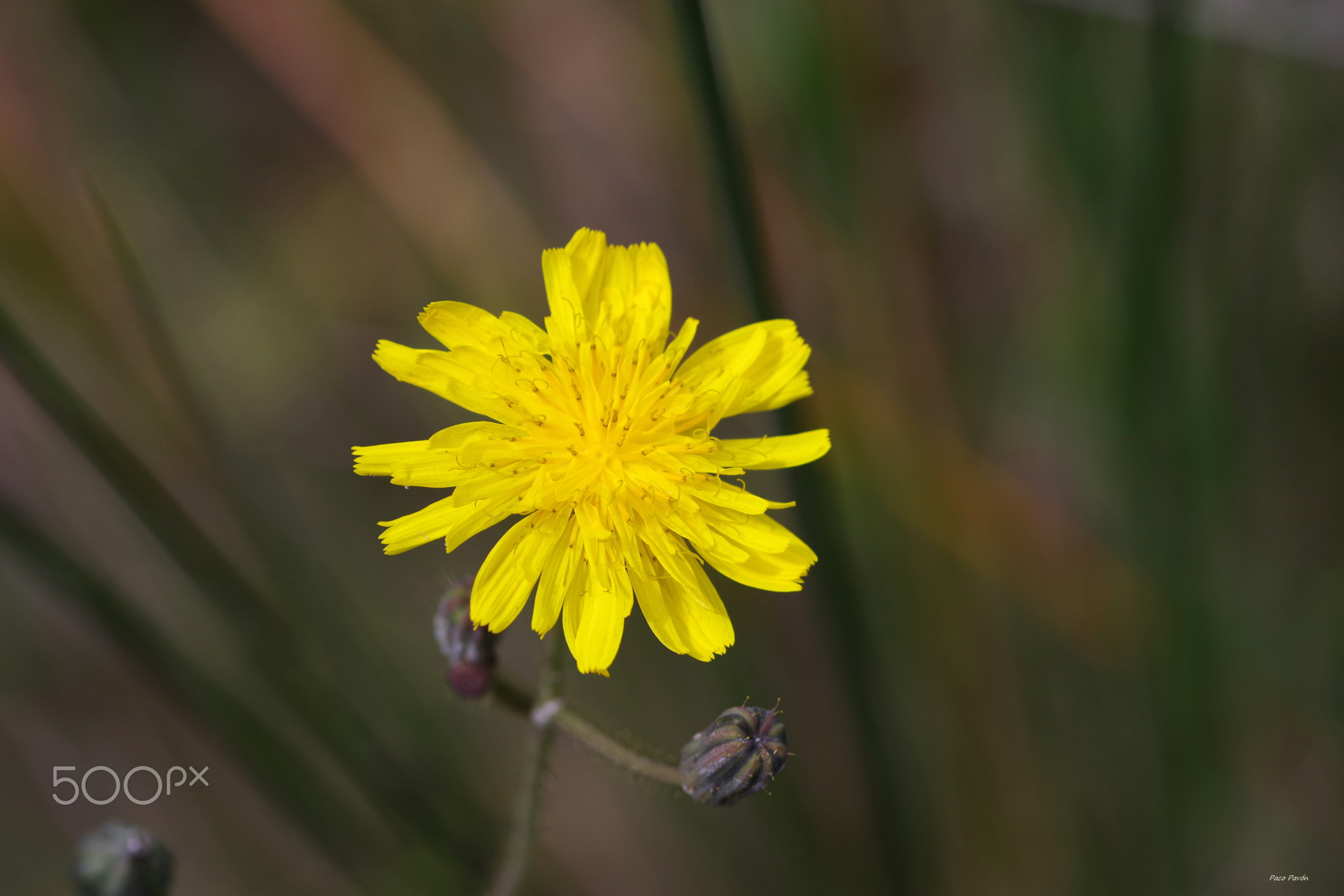 Sonchus oleaceus -3