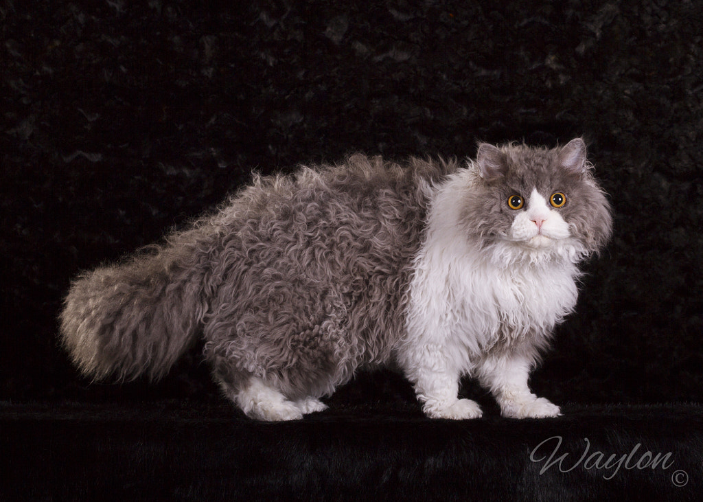 Selkirk Rex cat 14 Rarest Cat Breeds in the World!