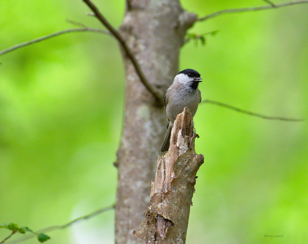 mésange nonette by Thierry Mouret on 500px.com