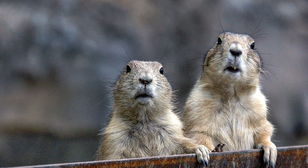 Chip an Dale by Roland Krause