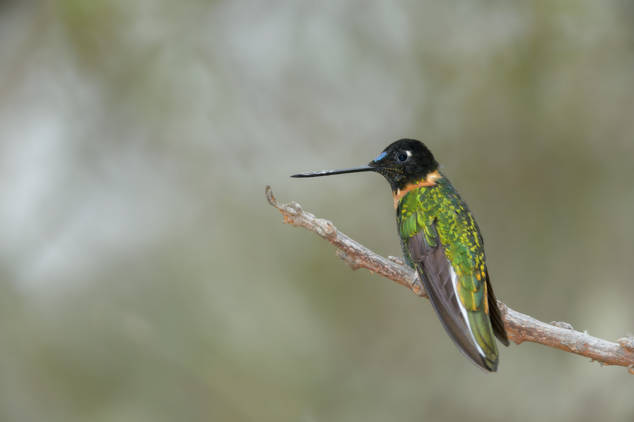 Colibrí Inca Arcoiris