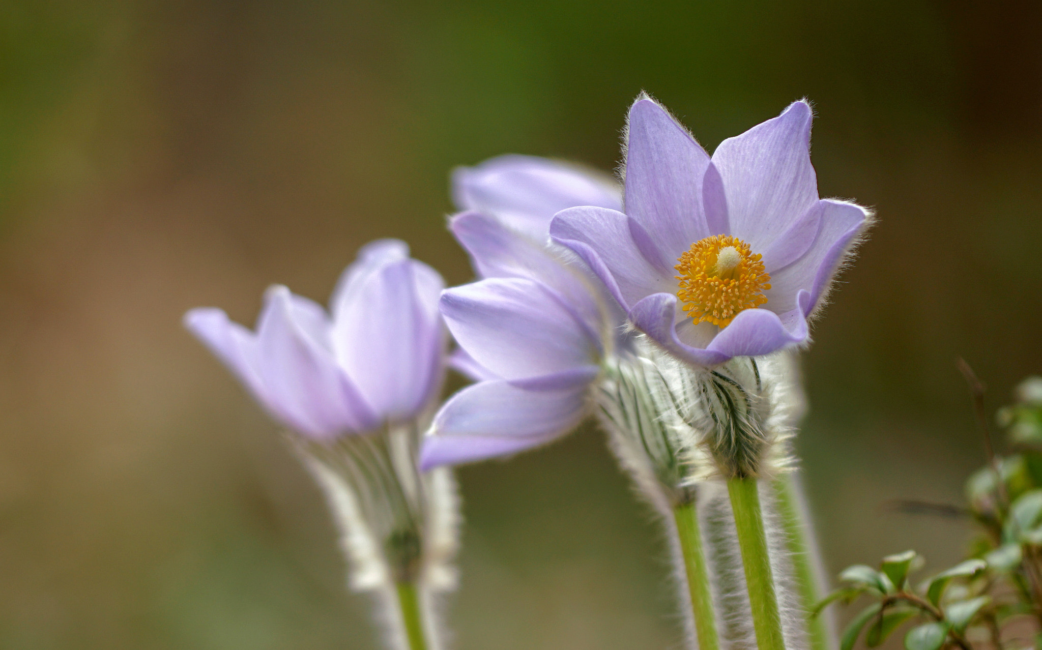 Pulsatilla patens x vernalis