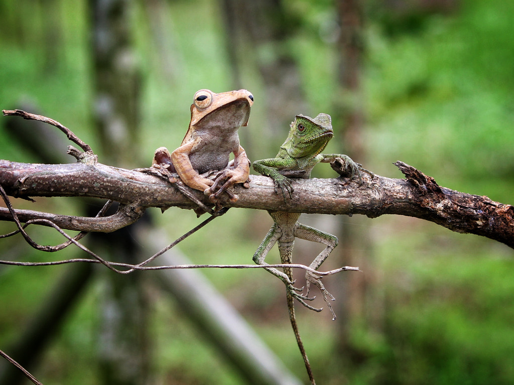 Hang out by Saefull Regina on 500px.com