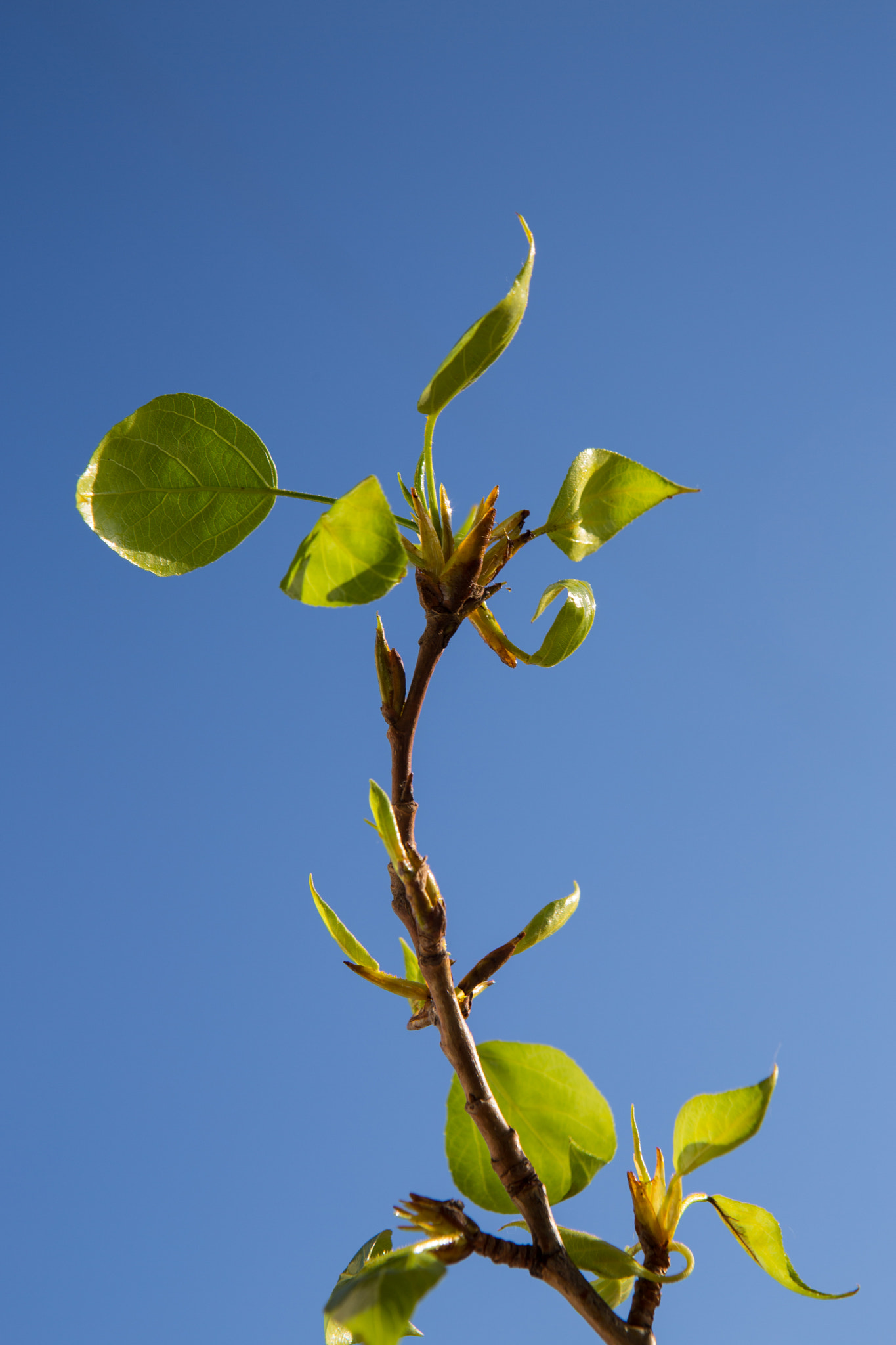 First green leaves on blue sky background. Spring time.