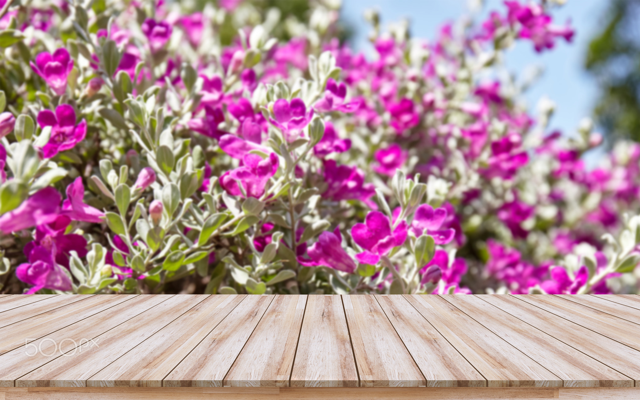 Empty wooden table top with purple flower background, design for montage products display or mock-up